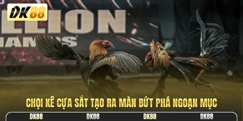 Chọi kê cựa sắt tạo ra màn bứt phá ngoạn mục