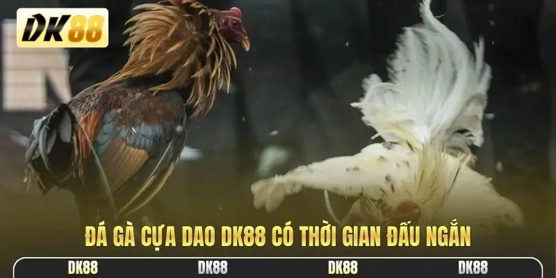 Đá gà cựa dao DK88 có thời gian đấu ngắn