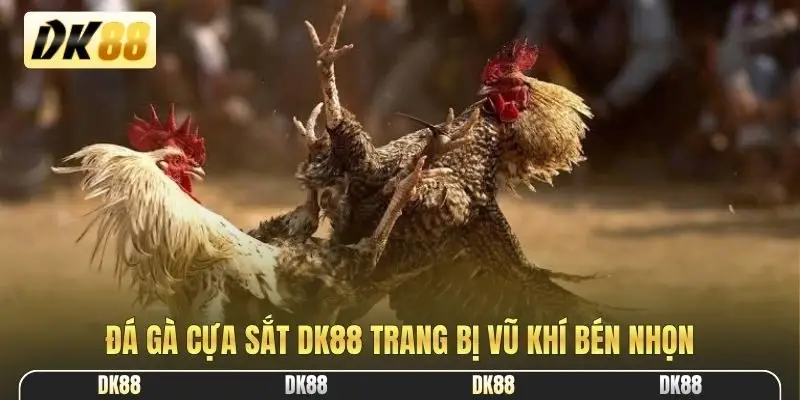 Đá gà cựa sắt DK88 trang bị vũ khí bén nhọn