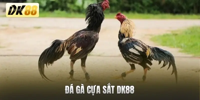 đá gà cựa sắt DK88