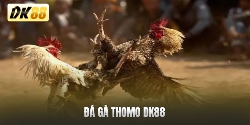 Đá gà thomo DK88