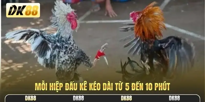 Mỗi hiệp đấu kê kéo dài từ 5 đến 10 phút